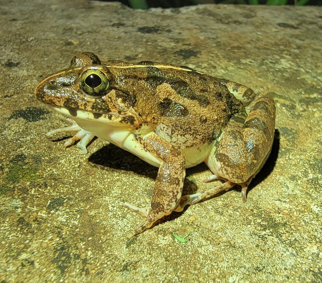 Mangrove Frog from Haikou, CN-HA, CN on October 31, 2023 at 11:28 PM by ...