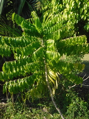 Averrhoa carambola