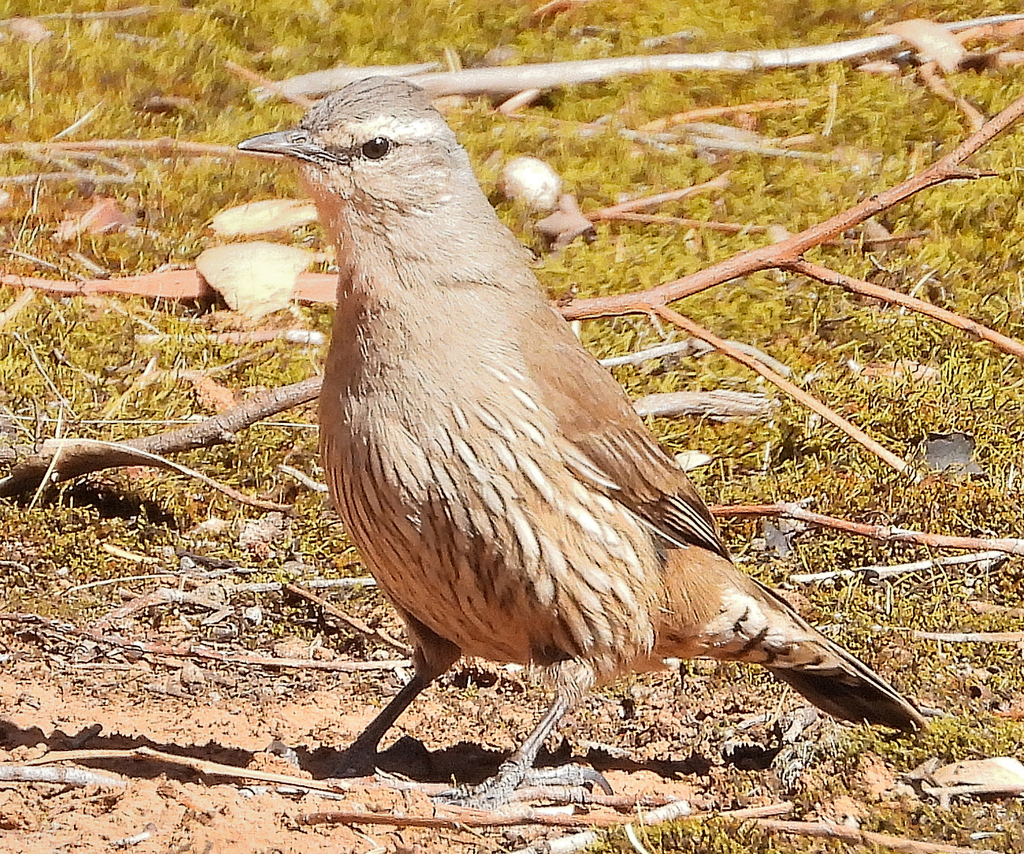 Brown Treecreeper from Grey Box Forest, Eynesbury VIC 3338, Australia