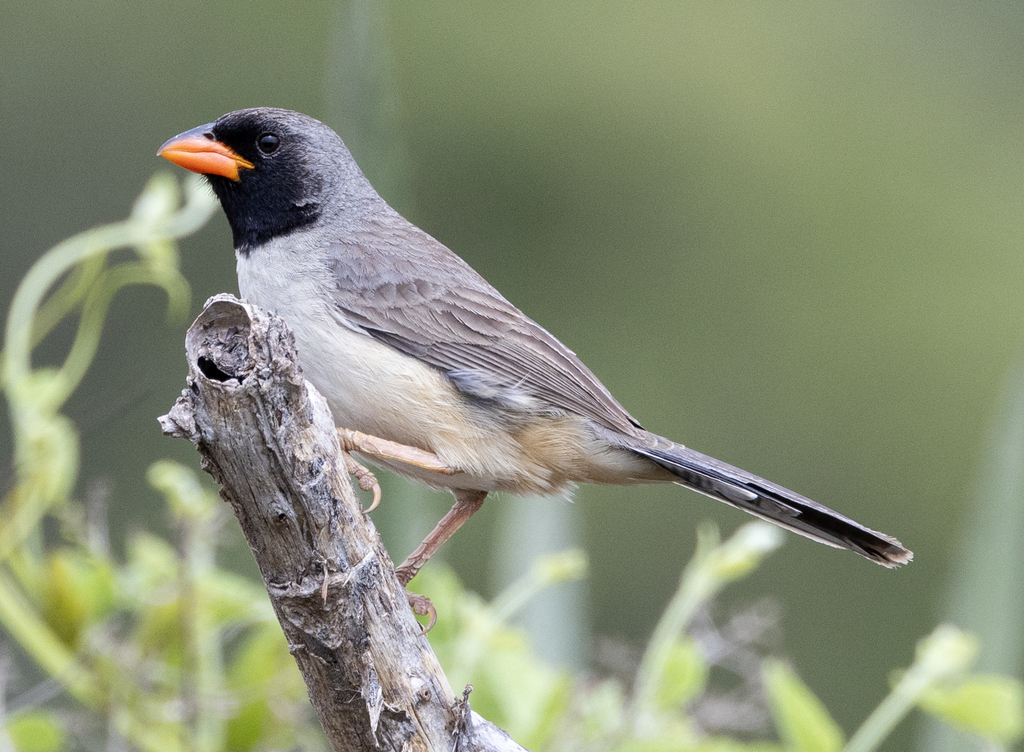 Black-throated Saltator (Saltatricula atricollis) photo