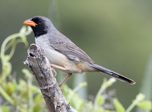 Black-throated Saltator