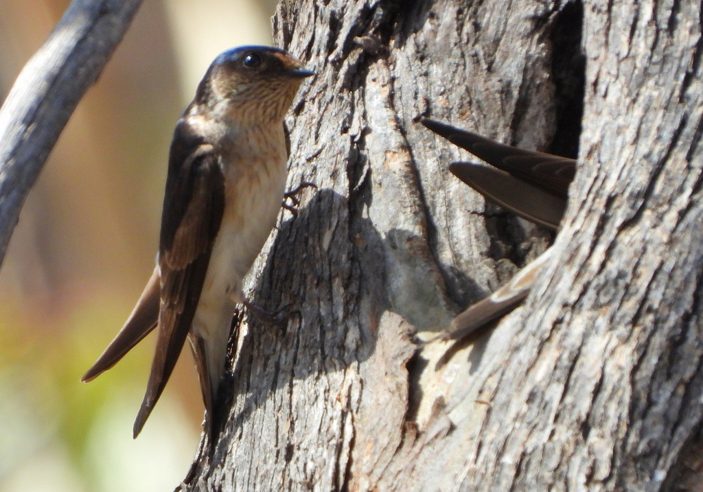 Tree Martin Rump White Tree Martin from Grey Box Forest, Eynesbury VIC 3338, Australia on ...