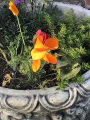 Eschscholzia lemmonii