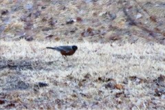 Turdus migratorius