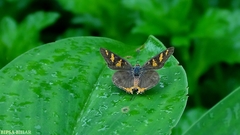 Cigaritis vulcanus vulcanus