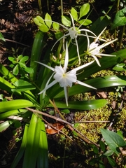 Hymenocallis liriosme