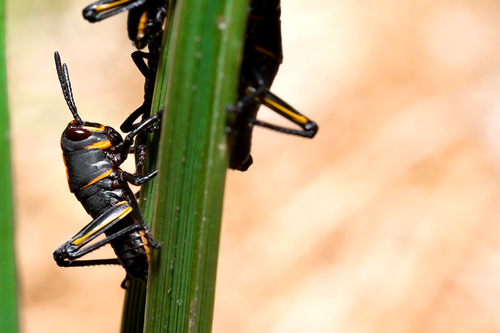 Eastern Lubber Grasshopper, 1101 Country Club Way S, St. Petersburg, FL 33705, USA, photo 5 of 10