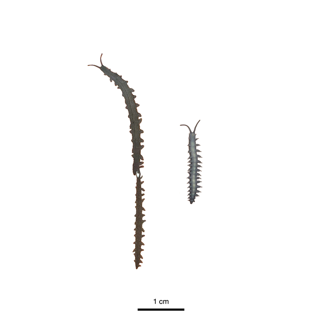 Planipapillus mundus