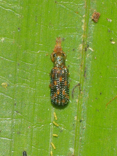 Heterrhachispa kurandae in life