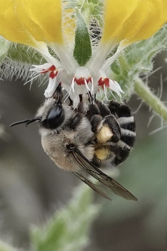 Caupolicana hirsuta