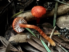 Hygrocybe minutula
