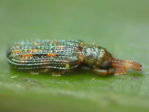 Heterrhachispa kurandae observed 2023-11-01