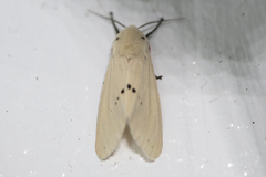 Spilarctia subcarnea