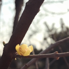 Chimonanthus praecox