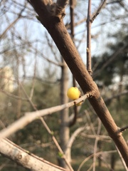 Chimonanthus praecox