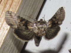 Abrostola microvalis