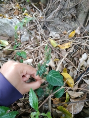 Lepidagathis inaequalis