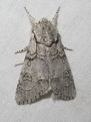 Acronicta tota