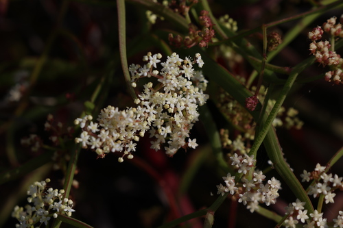 Image of Platysace compressa by (c) Greg Tasney, some rights reserved (CC BY-SA)