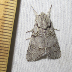 Acronicta tota