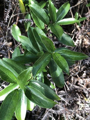 Gymnema sylvestre, photograph 5