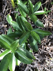 鄭雪雲, CC BY, iNaturalist via GBIF Gymnema sylvestre, photograph 鄭雪雲, CC BY, iNaturalist via GBIF