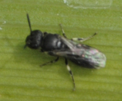 Hylaeus