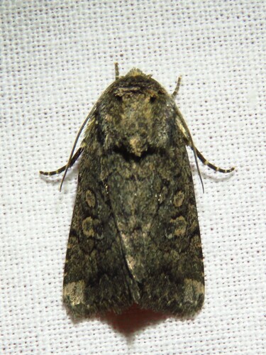 Protorthodes texana photo 2
