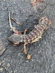 Elgaria multicarinata webbii