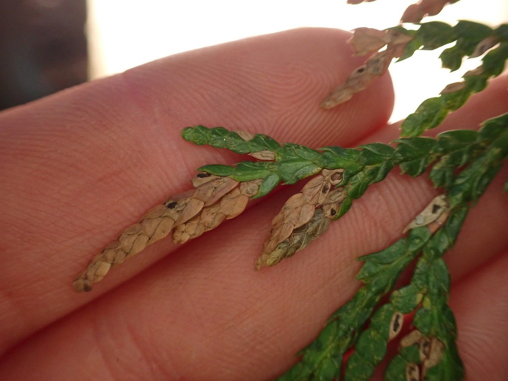 Cedar Leaf Blight on a plant