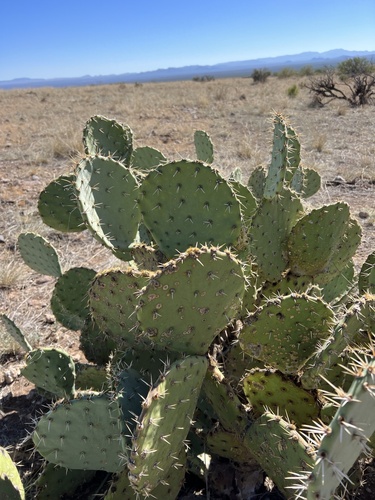 Opuntia engelmannii