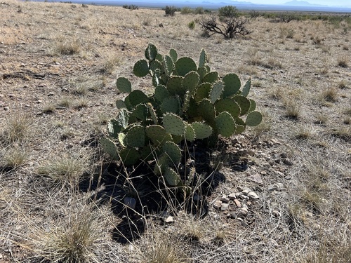 Opuntia engelmannii