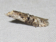 Ellabella editha