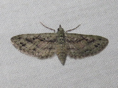 Eupithecia longidens