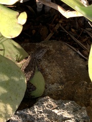 Sceloporus occidentalis