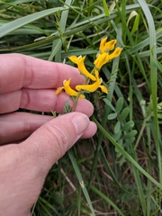 Corydalis curvisiliqua