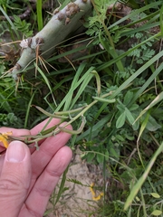 Corydalis curvisiliqua