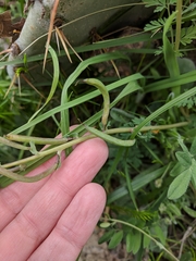 Corydalis curvisiliqua