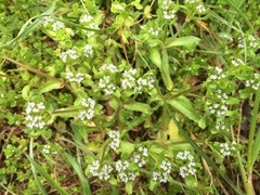Valerianella carinata