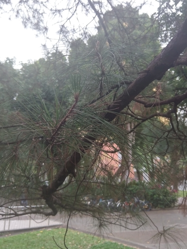 Pinus luchuensis iNat (1)