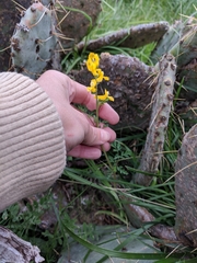 Corydalis curvisiliqua