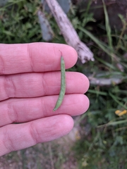Corydalis curvisiliqua
