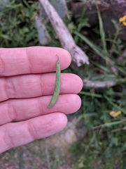 Corydalis curvisiliqua