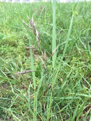 Bromus erectus