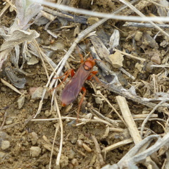 Spilichneumon