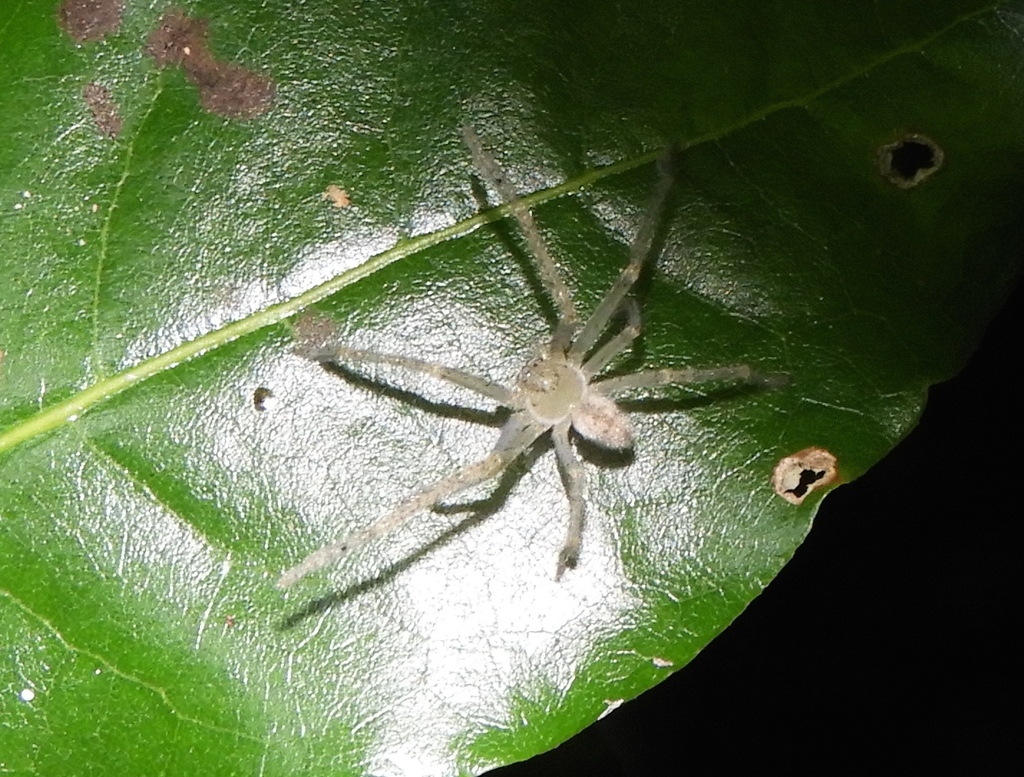 Curicaberis culiacan