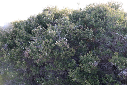 Image of Melaleuca cuticularis by (c) Greg Tasney, some rights reserved (CC BY-SA)