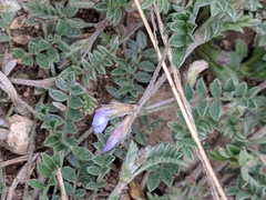 Astragalus nuttallianus austrinus