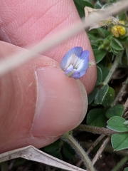 Astragalus nuttallianus austrinus