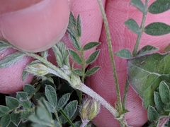 Astragalus nuttallianus austrinus